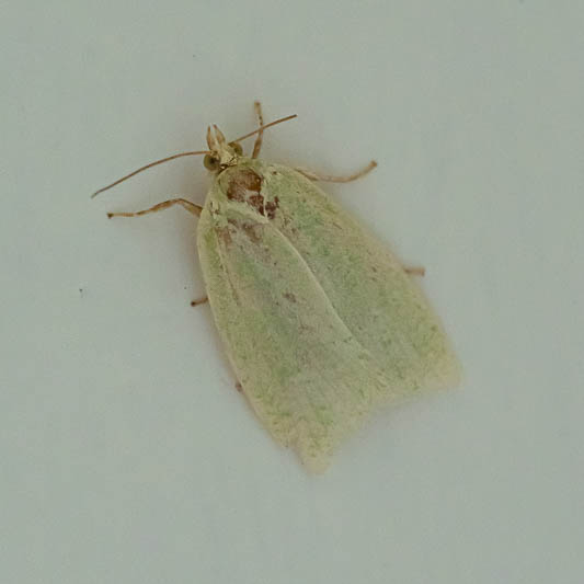 Tortrix viridana (Green Oak Tortrix).jpg